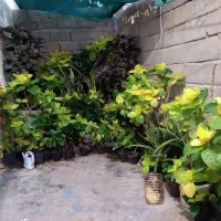 گل کاری و حرس کاری