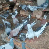 کبوتر پلاکی و دورگ در سوسنگرد.|پرنده|اهواز, منبع اب|دیوار