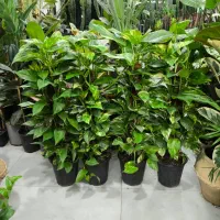 پتوس خز دار برگ پهن|گل و گیاه طبیعی|بندرعباس, |دیوار