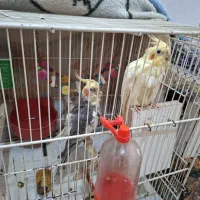 پرنده زینتی