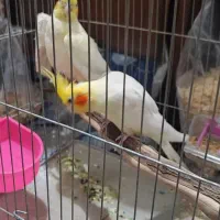 جفت عروس هلندی مولد