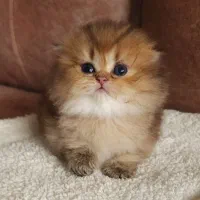 بچه‌ گربه های مهربون و ناز مجموعه ی شیراز