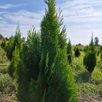 انواع نهال|عمده‌فروشی|ساری, |دیوار