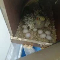 طوطی عروس هلندی|پرنده|چهاردانگه (تهران), |دیوار