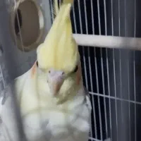 جفت عروس هلندی لوتینو آهویی رام مولد