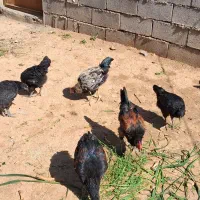 خروس گلپایگانی