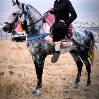 اسب ۵سال یورقه