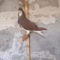 کبوتر