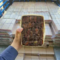 خرما بدون هسته 2 کیلویی