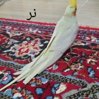 جفت عروس هلندی لوتینو مولد|پرنده|لنگرود, |دیوار