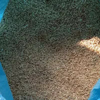 گندم اذر2