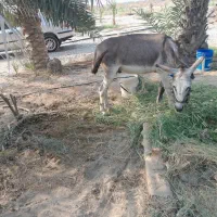 الاغ نر