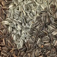 تخمهتازهدرشت|خوردنی و آشامیدنی|مشکیندشت, |دیوار