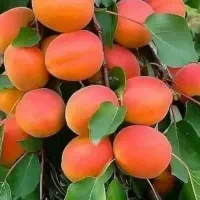 فروش نهال زرد آلو شکر پاره بالیبل دار