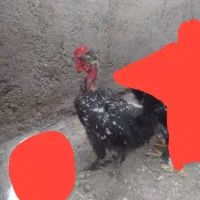 جوجه گردن لخت و کاکلی پاپر