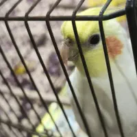 عروس هلندی دستی نر تخفیف داره