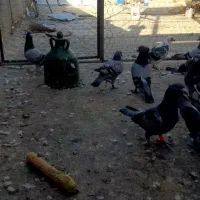 کبوتر مسافتی و پرشی|پرنده|خوی, |دیوار