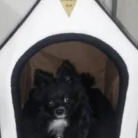 واگذاری پامرانین