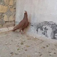 قیمت تعاونی