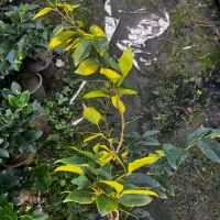 گل یاس و شمشاد|گل و گیاه طبیعی|رامسر, |دیوار