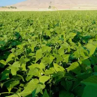 کارگر زمین کشاورزی