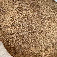 ۲ تن گندم بذری کوهدشت