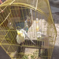 عروس هلندی یک جفت و چهار تا مرغ عشق  سرحال