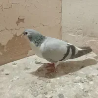 صید|لوازم التحریر|مشهد, بهمن|دیوار