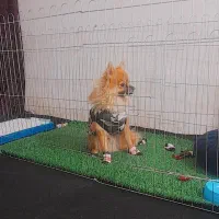 سگ پامرین خوشکل|سگ|تربت‌حیدریه, رضاشهر|دیوار