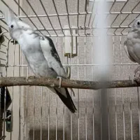 جفت عروس هلندی|پرنده|تهران, نازی‌آباد|دیوار