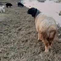 قوچ کله زنگی