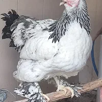 برهما لایت و بلاک پنج مرغ و دو خروس