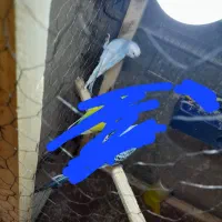 مرغ عشق|پرنده|چناران, |دیوار