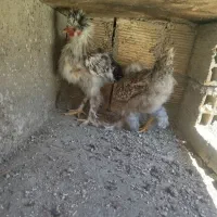 مرغ و خروس زینتی
