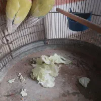 عروس هلندی|پرنده|آبادان, |دیوار