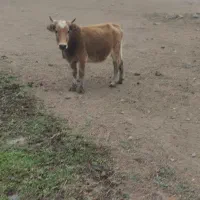 لیشه شکم دار|حیوانات مزرعه|رودبار, |دیوار