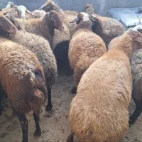 گوسفند جوان