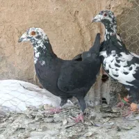 نر و ماده مولد گوره ای ، سینه سلیمونی