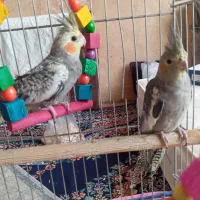 یه جفت عروس هلندی