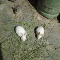 بچه خرگوش خیلی ناز