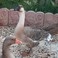 غاز|حیوانات مزرعه|شفت, |دیوار