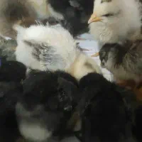 تخم نطفه دار|حیوانات مزرعه|دهگلان, |دیوار