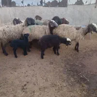 گوسفند میش بره دار