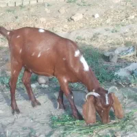 بز پاکستانی
