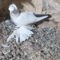 کبوتر بوینی گولی فیلی مایا پاپر|پرنده|لاهیجان, انقلاب|دیوار