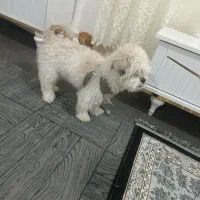 سگ شیتزو|سگ|خرم‌آباد, |دیوار