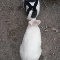 جفت مولد خرگوش