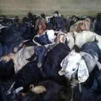 فروشی بز ابستن