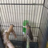 پرنده عروس هلندی