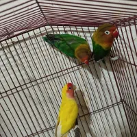 طوطی برزیلی،مرغ عشق اسپانگل،مرغ عشق با جوجه|پرنده|شیراز, ده پیاله|دیوار